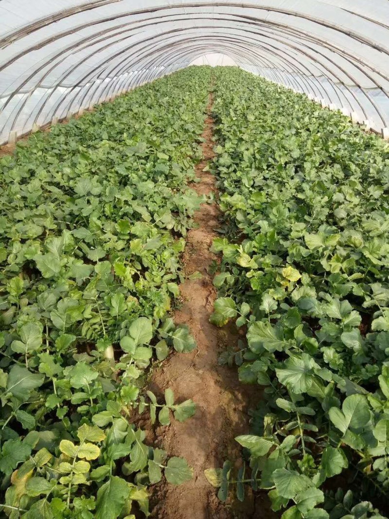 潍县青水果萝卜种植现货现拔人工费全免供应电商加工厂零