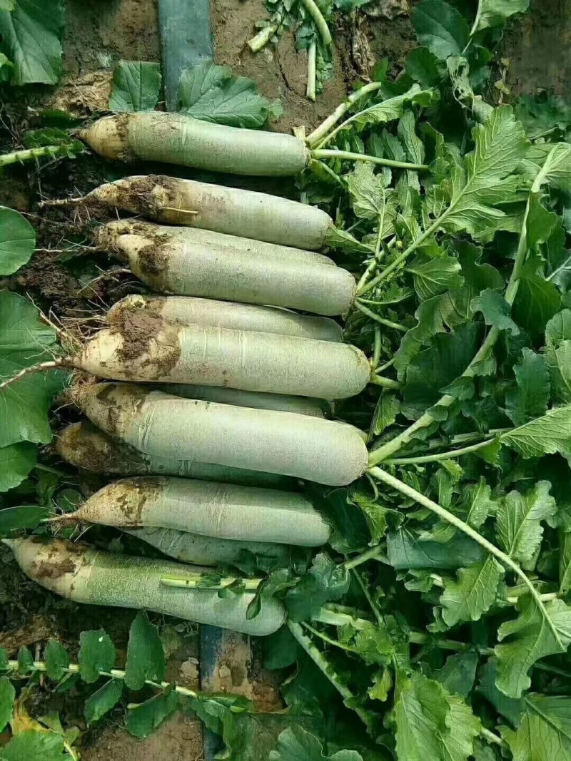 潍县青水果萝卜种植现货现拔人工费全免供应电商加工厂零