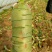 潍县青水果萝卜种植现货现拔人工费全免供应电商加工厂零