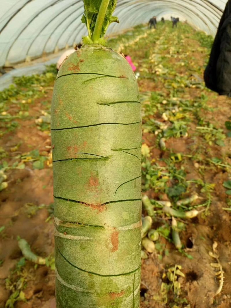 潍县青水果萝卜种植现货现拔人工费全免供应电商加工厂零