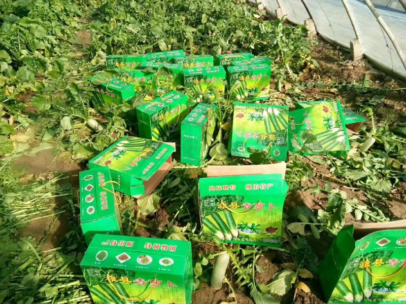 潍县青水果萝卜种植现货现拔人工费全免供应电商加工厂零