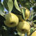 【有好货样品】一件代发梨子现摘当季新鲜水果梨子酥梨