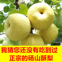 【有好货样品】一件代发梨子现摘当季新鲜水果梨子酥梨