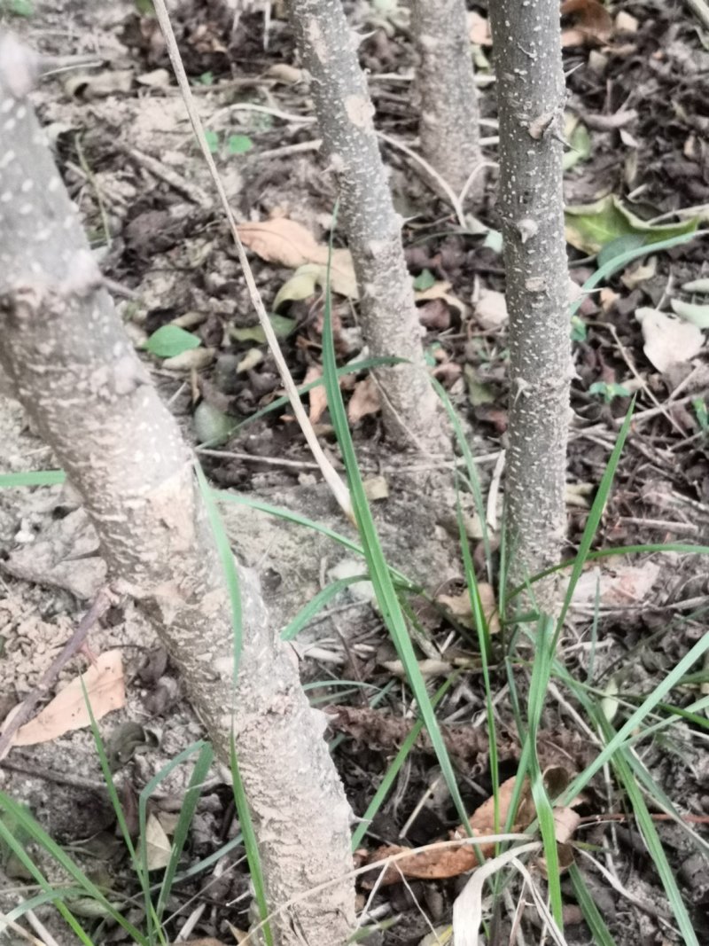 狮子头花椒树苗价格，大红袍花椒苗，九叶青花椒苗，无刺花椒