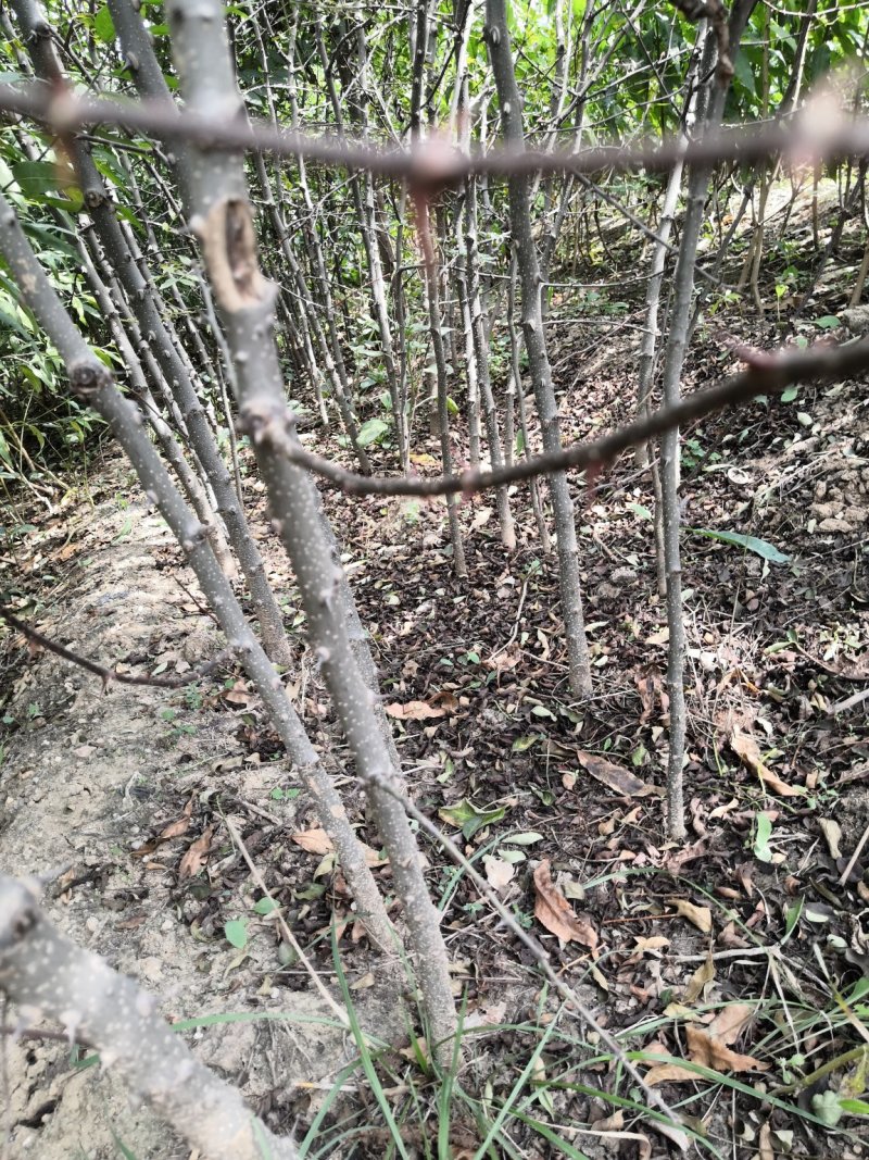 狮子头花椒树苗价格，大红袍花椒苗，九叶青花椒苗，无刺花椒