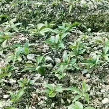 布福娜