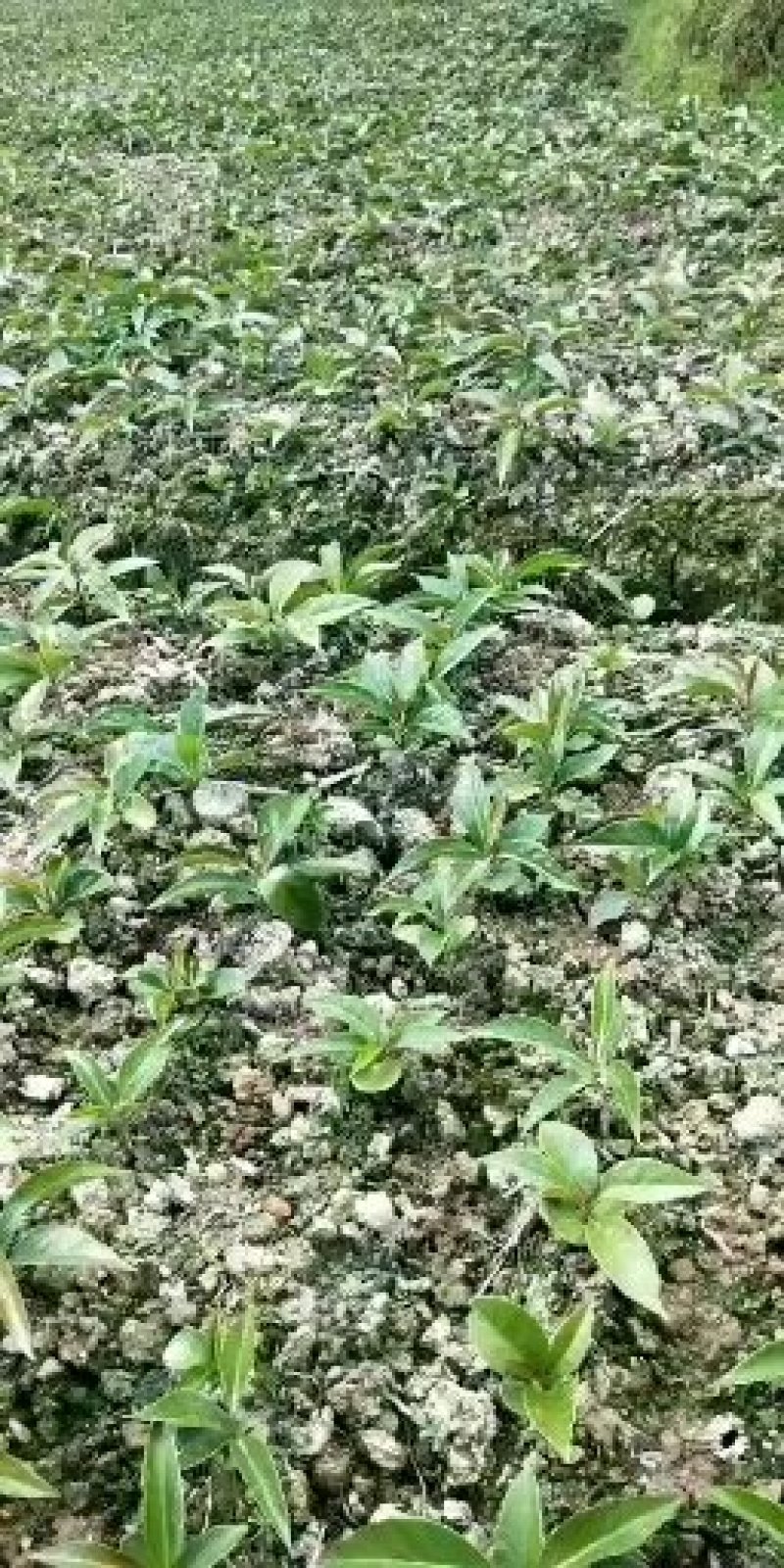 布福娜