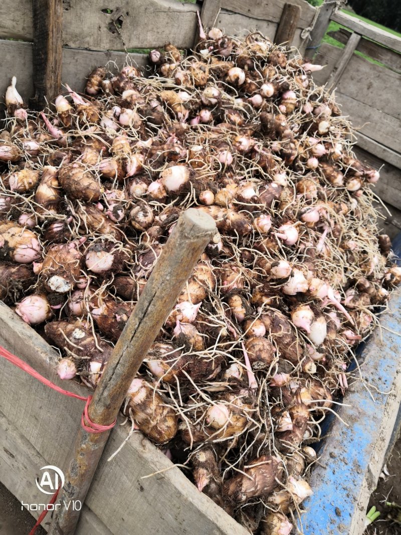 芋头香芋红芽芋毛芋头老母芋仔万亩基地，产地直发