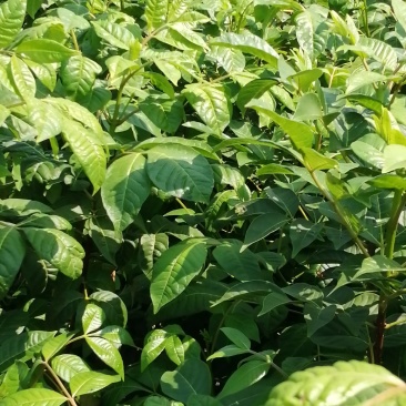 江西樟树中花吴茱萸扦插苗，苗子粗壮，根系发达。