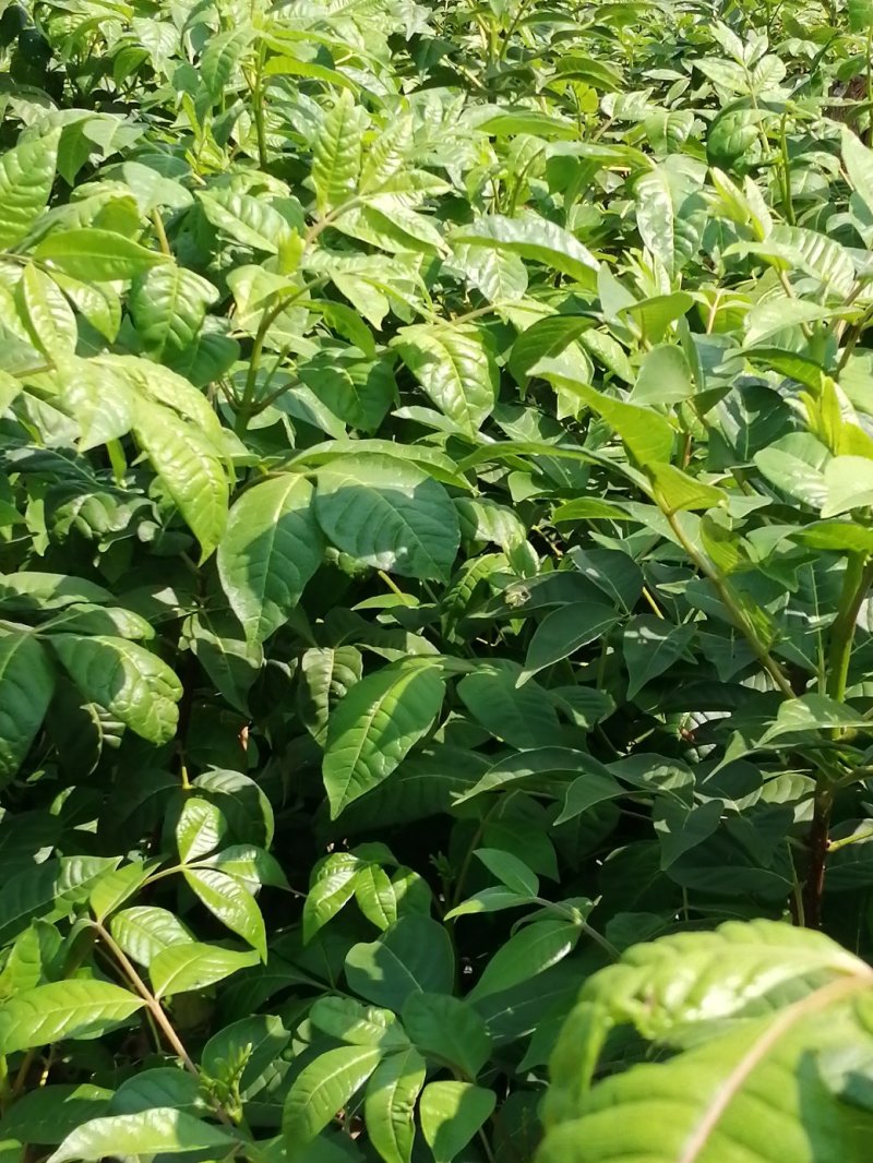 江西樟树中花吴茱萸扦插苗，苗子粗壮，根系发达。