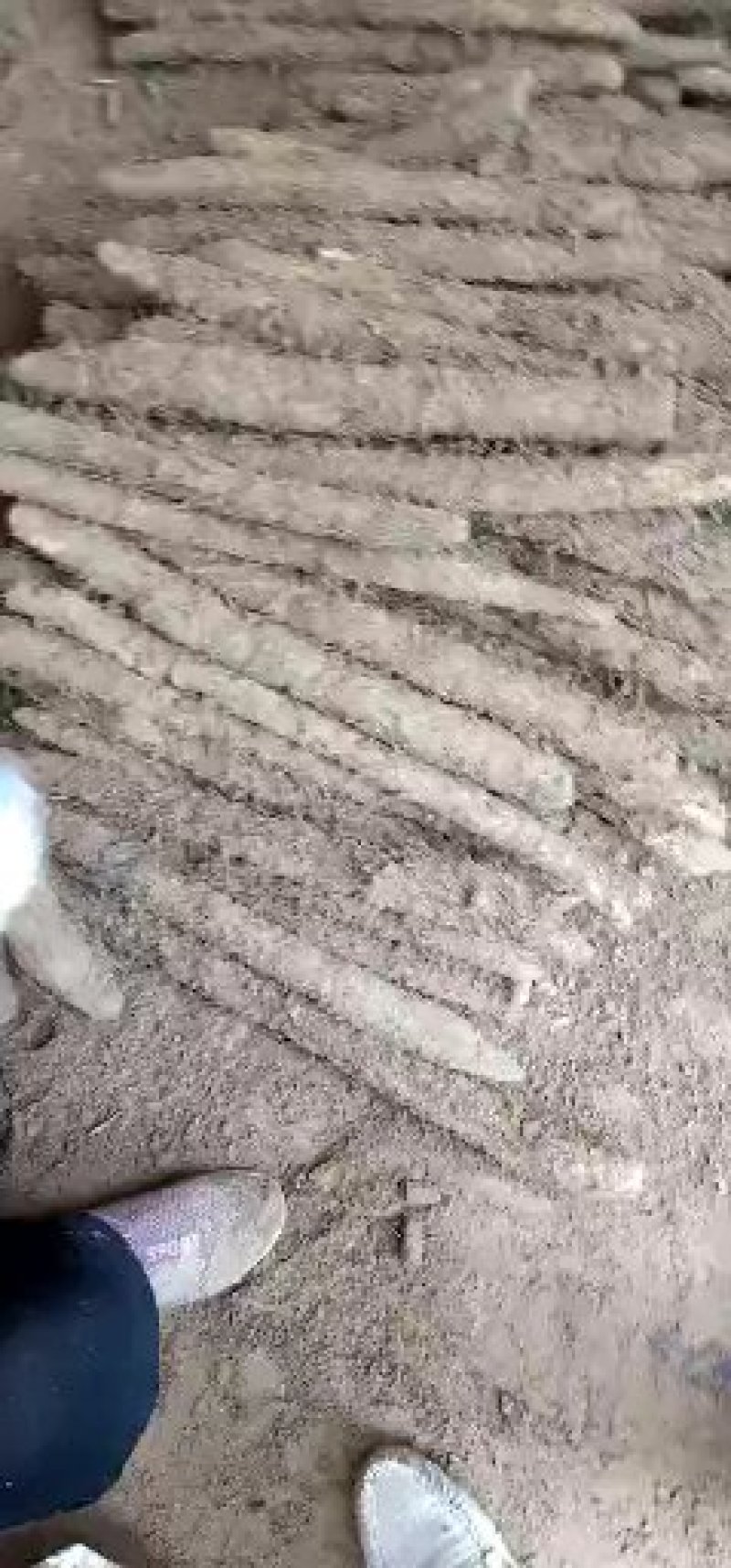 麻山药
