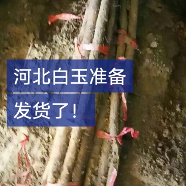 麻山药