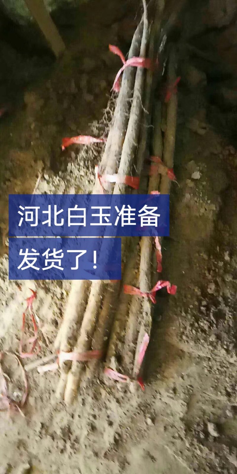 麻山药