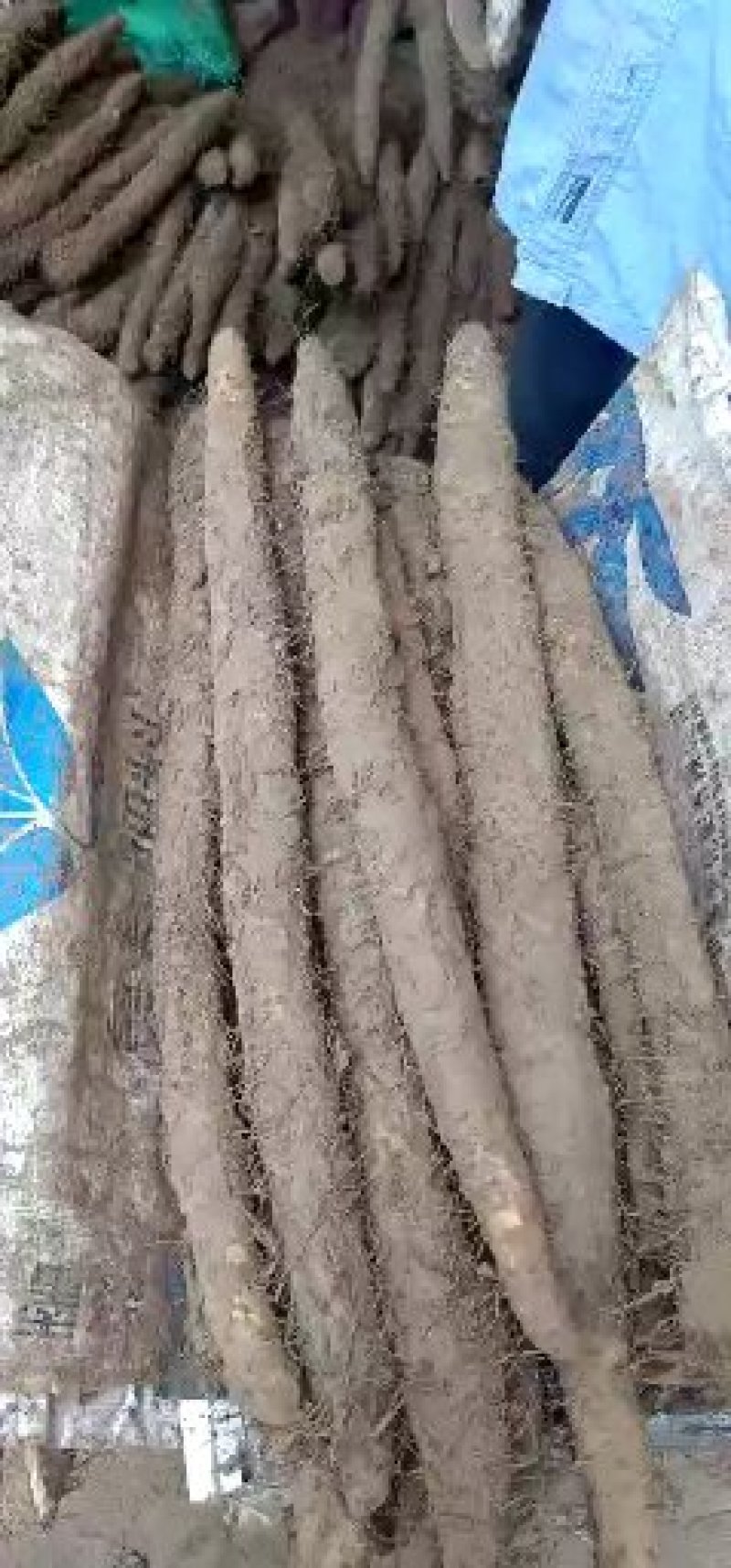 麻山药