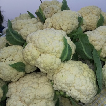 大量有机松花，花菜大量上市了，