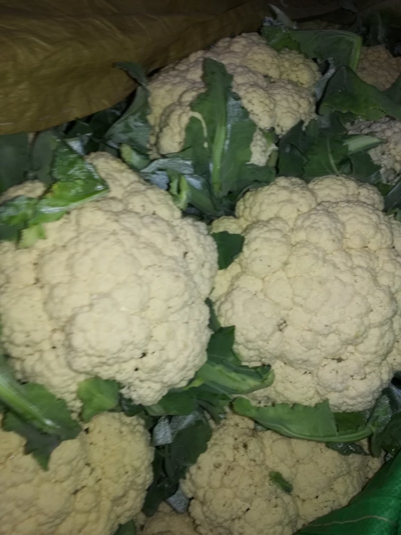 大量有机松花，花菜大量上市了，