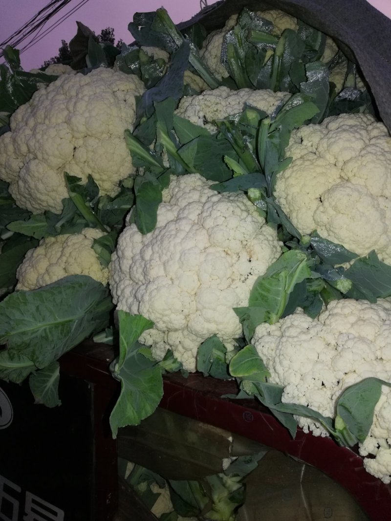 大量有机松花，花菜大量上市了，