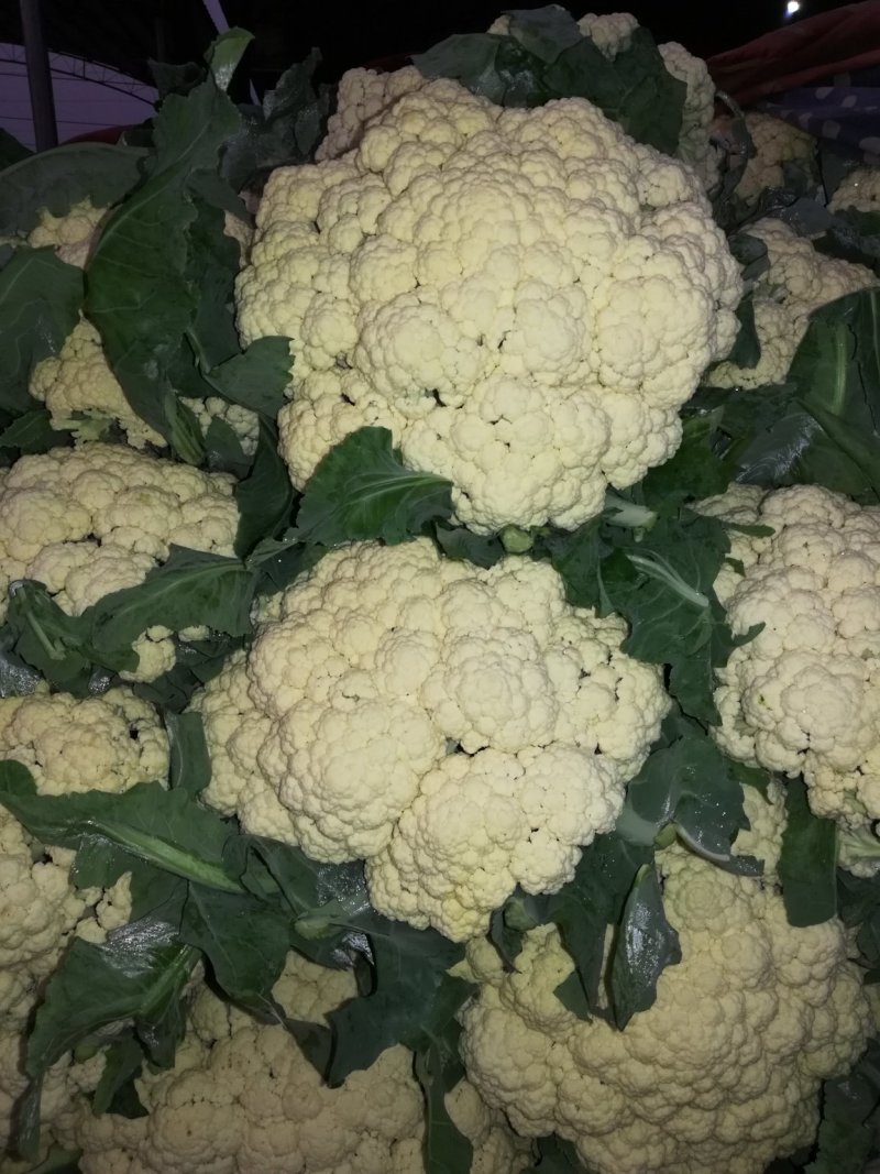 大量有机松花，花菜大量上市了，