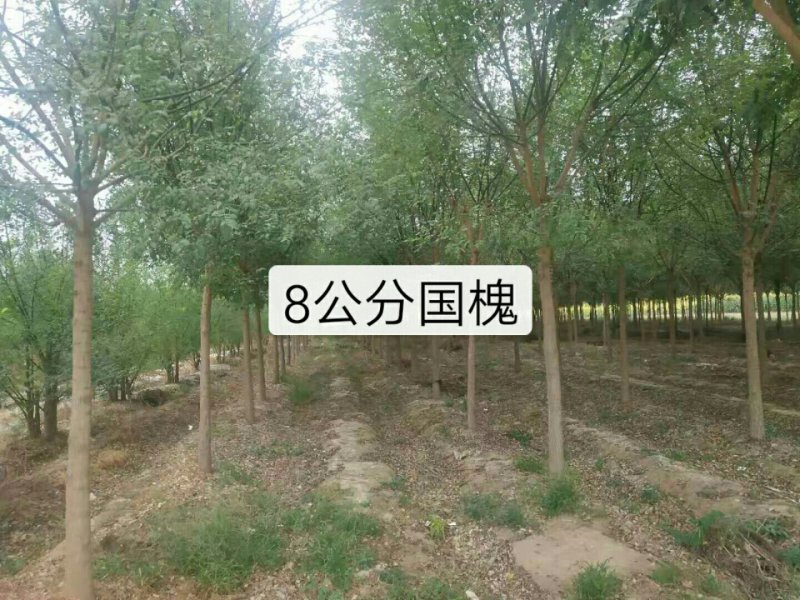 10公分国槐，定植定杆再生冠国槐，一级精品国槐