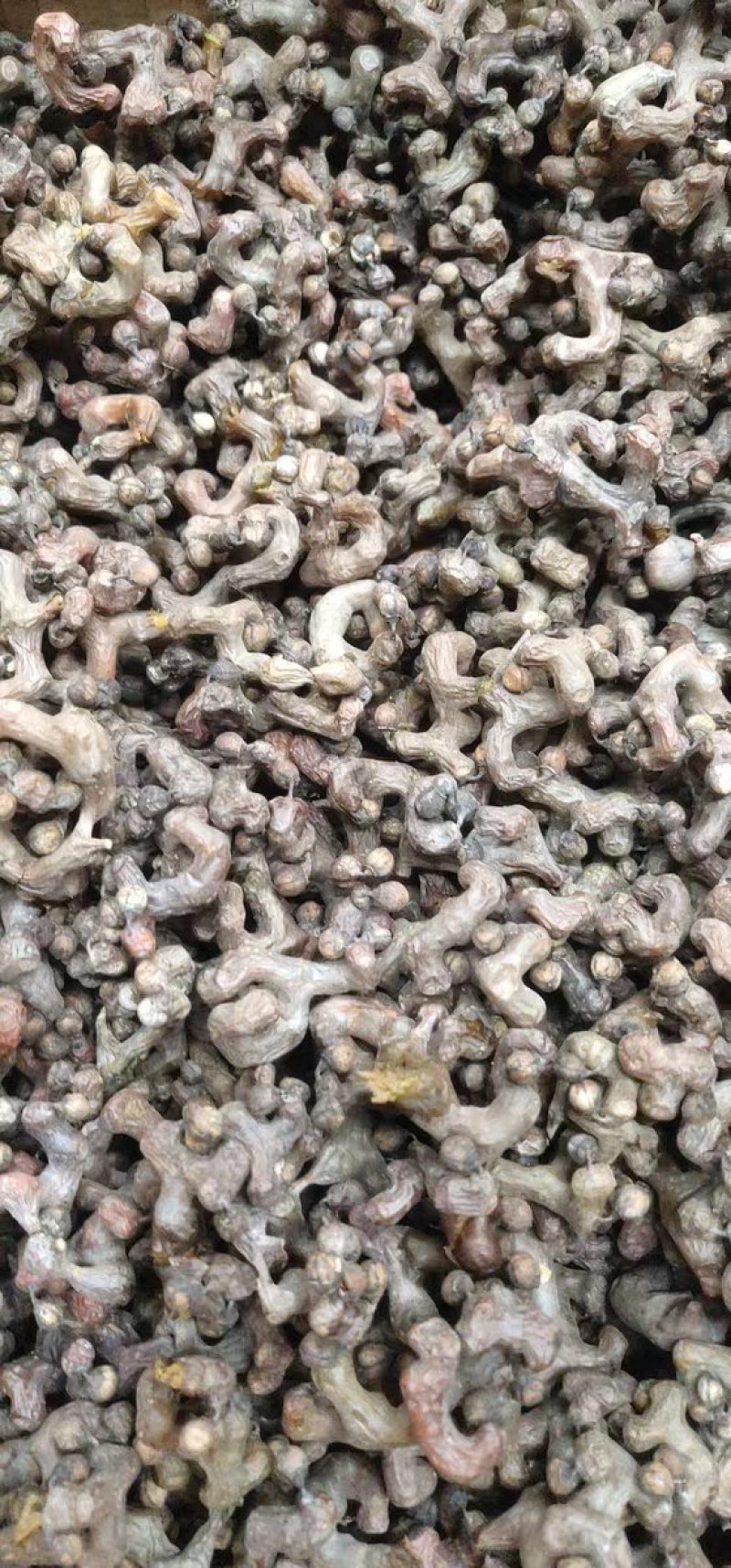 拐枣万寿果鸡爪梨一百斤包邮