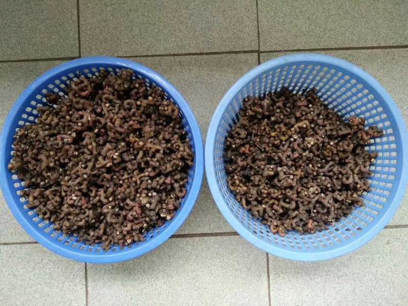 拐枣万寿果鸡爪梨一百斤包邮
