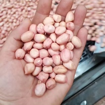 新产白沙花生精米8个的筛上，，产地直发。