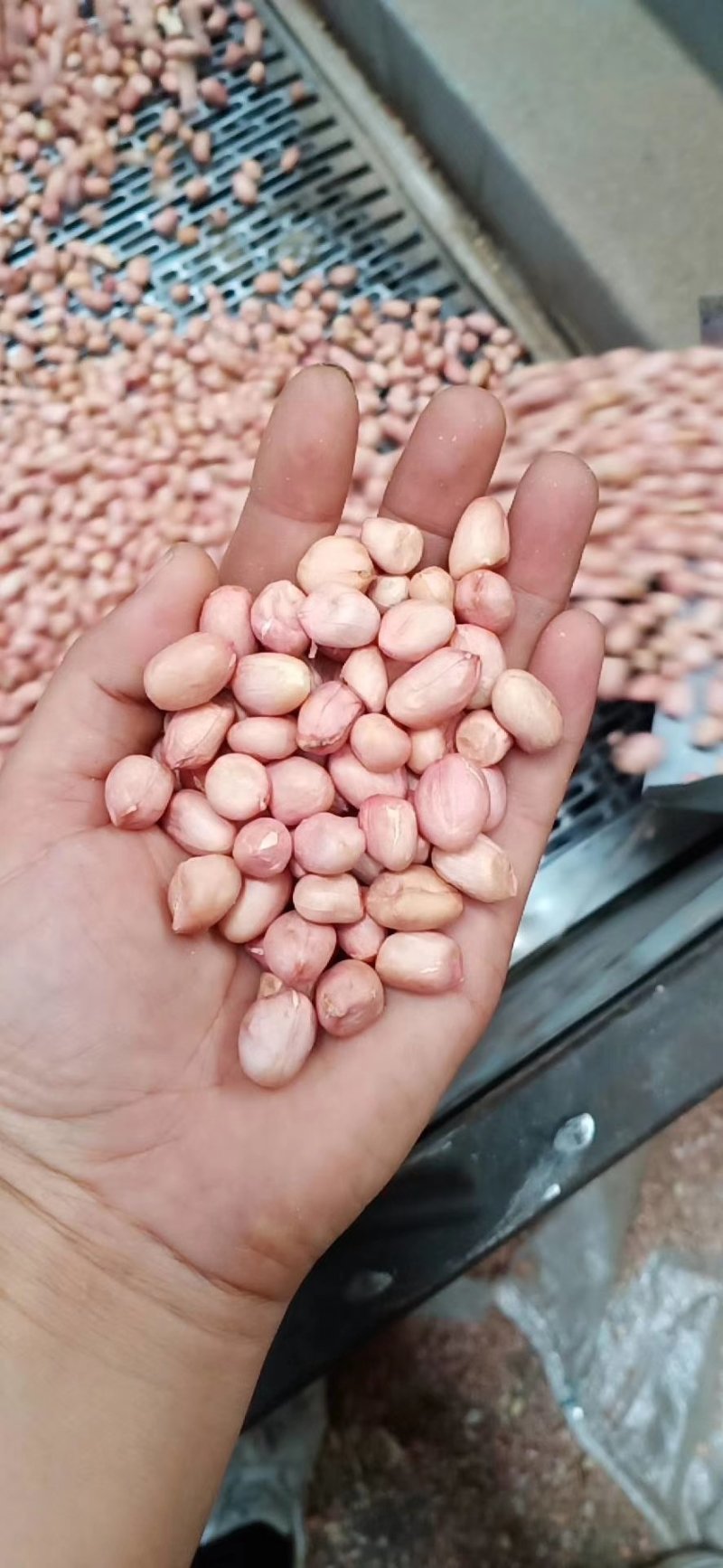 新产白沙花生精米8个的筛上，，产地直发。
