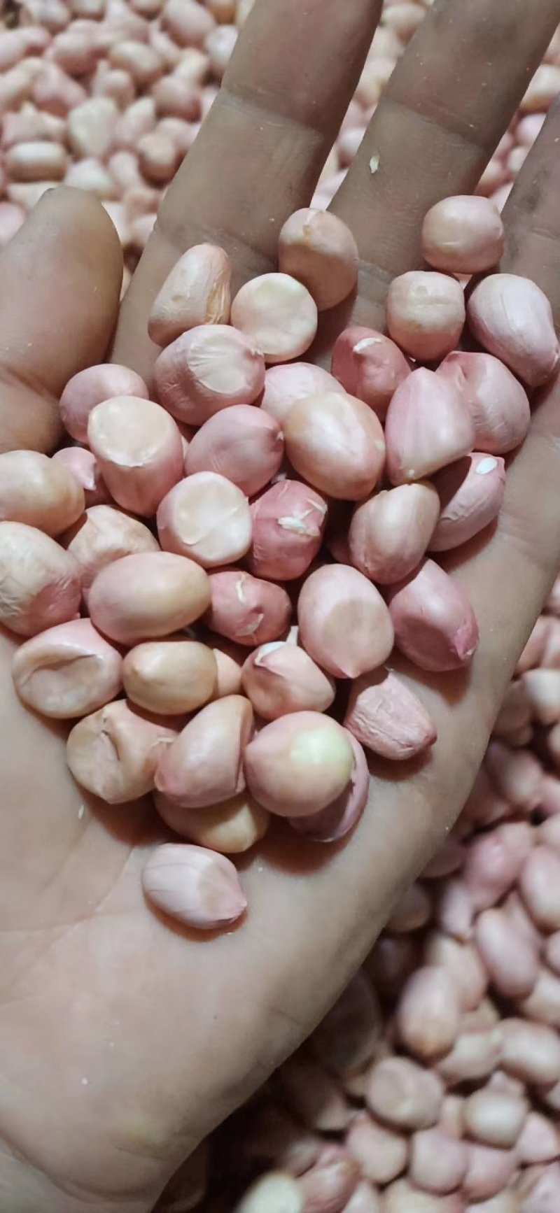 新产白沙花生精米8个的筛上，，产地直发。