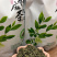 新疆罗布麻茶，三降茶，批发中药材，网红直播带货，一手货源