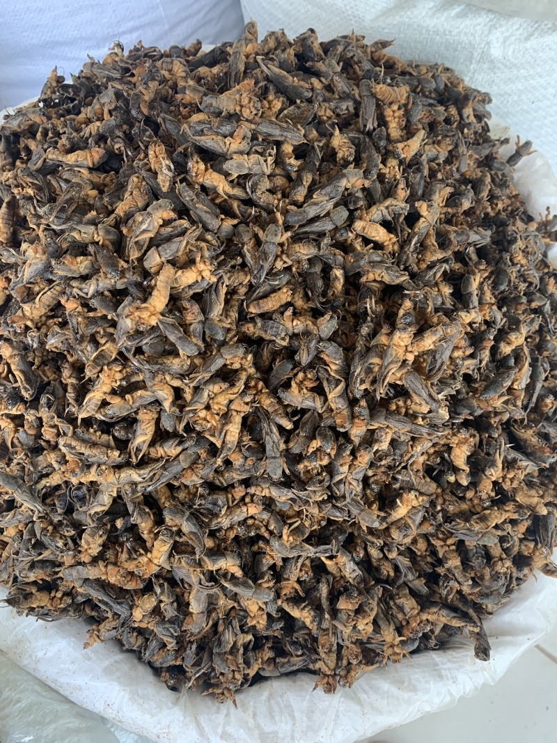 中药材蝼蛄虫，中药材批发，药厂投料，中药材超细粉