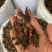 中药材蝼蛄虫，中药材批发，药厂投料，中药材超细粉