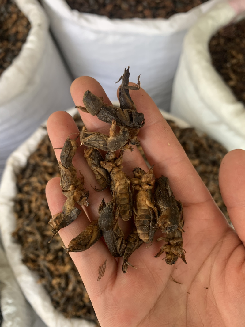 中药材蝼蛄虫，中药材批发，药厂投料，中药材超细粉