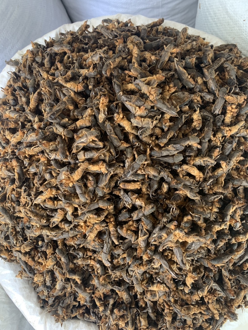中药材蝼蛄虫，中药材批发，药厂投料，中药材超细粉
