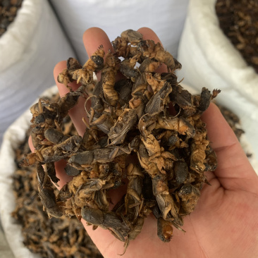 中药材蝼蛄虫，中药材批发，药厂投料，中药材超细粉