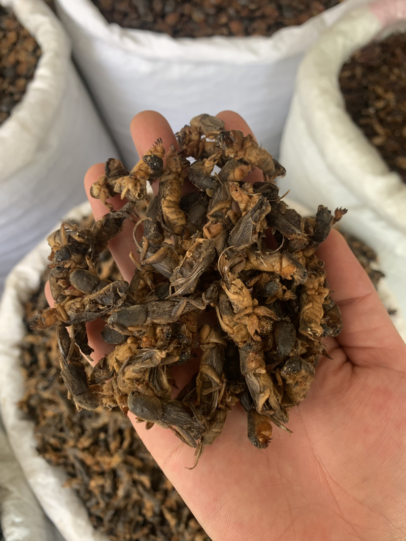 中药材蝼蛄虫，中药材批发，药厂投料，中药材超细粉