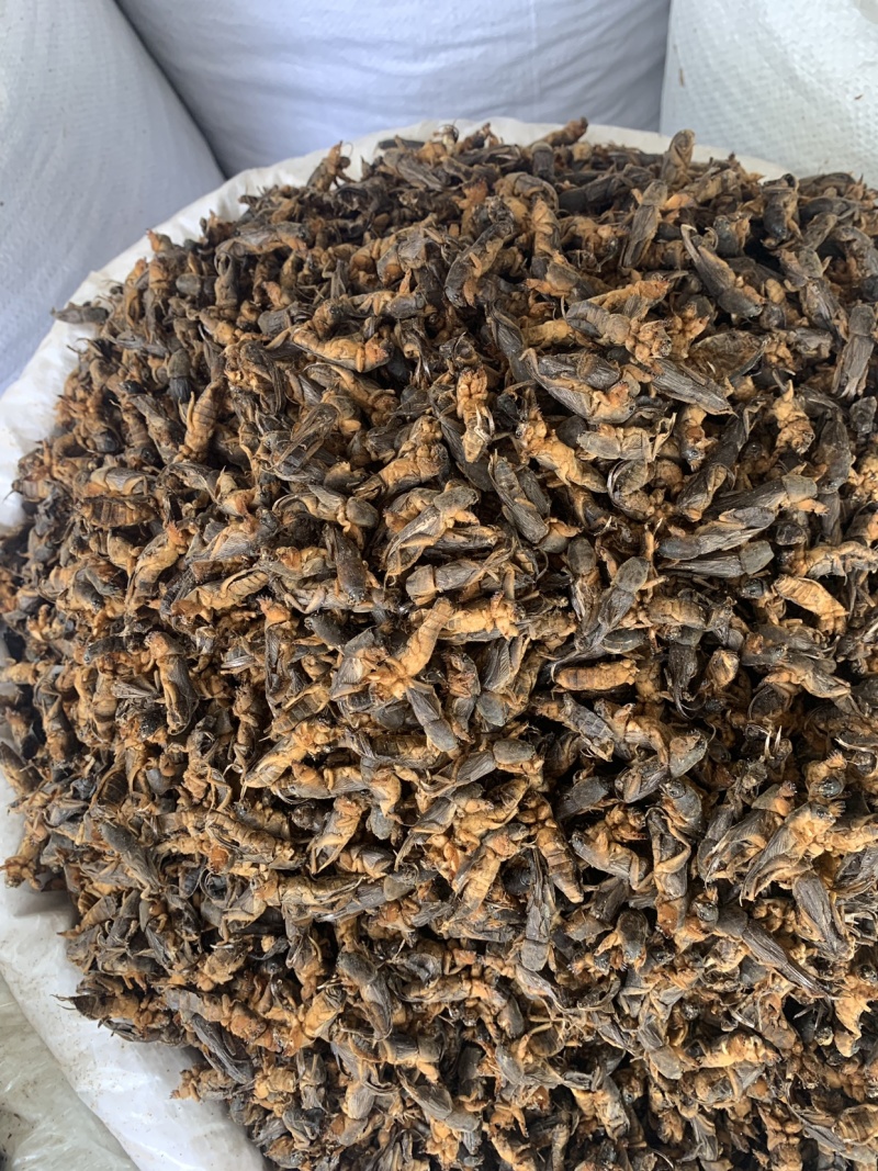 中药材蝼蛄虫，中药材批发，药厂投料，中药材超细粉