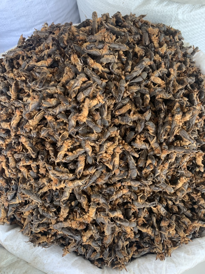 中药材蝼蛄虫，中药材批发，药厂投料，中药材超细粉
