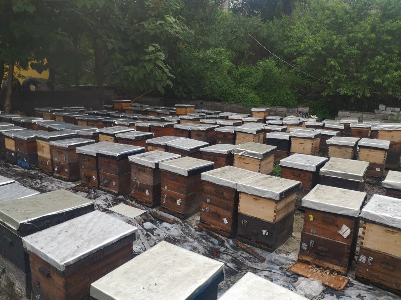 500克深山老蜂巢蜜批发，包邮，蜂场直供纯正天然一件代发