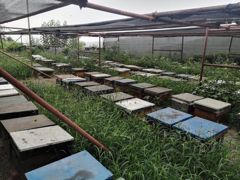 500克深山老蜂巢蜜批发，包邮，蜂场直供纯正天然一件代发
