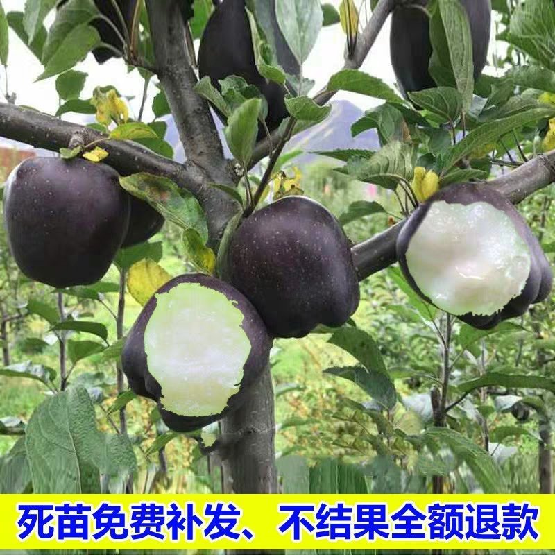 正宗盆栽地栽黑钻苹果树苗，黑钻苹果树苗嫁接苗，当年结果，