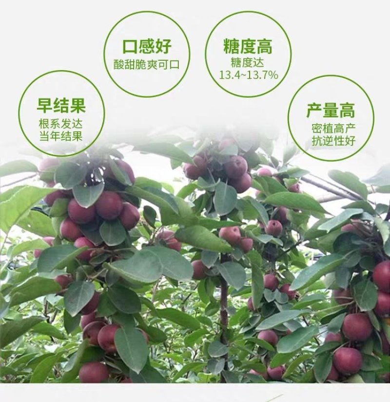 正宗盆栽地栽黑钻苹果树苗，黑钻苹果树苗嫁接苗，当年结果，