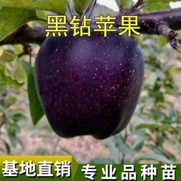正宗盆栽地栽黑钻苹果树苗,黑钻苹果树苗嫁接苗,当年结果,