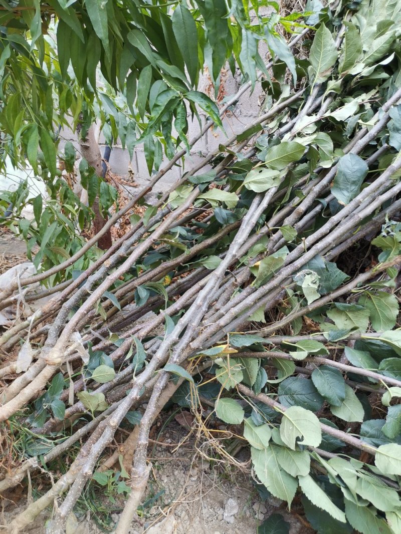 正宗盆栽地栽黑钻苹果树苗，黑钻苹果树苗嫁接苗，当年结果，