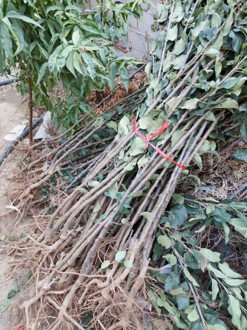 正宗盆栽地栽黑钻苹果树苗，黑钻苹果树苗嫁接苗，当年结果，