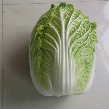 白菜：黄心包心菜，吉林优质黄心包心菜。种植面积大，陆地。
