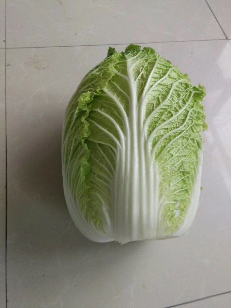 白菜：黄心包心菜，吉林优质黄心包心菜。种植面积大，陆地。