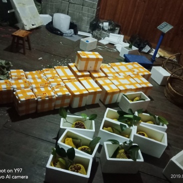 黑老虎果