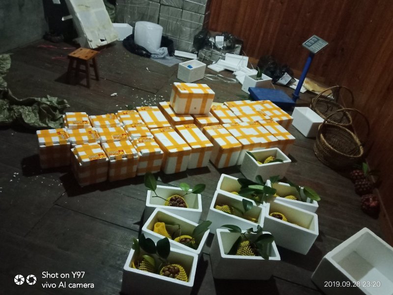 黑老虎果