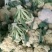山东省聊城白面青梗松花菜，量大质优，价格下滑