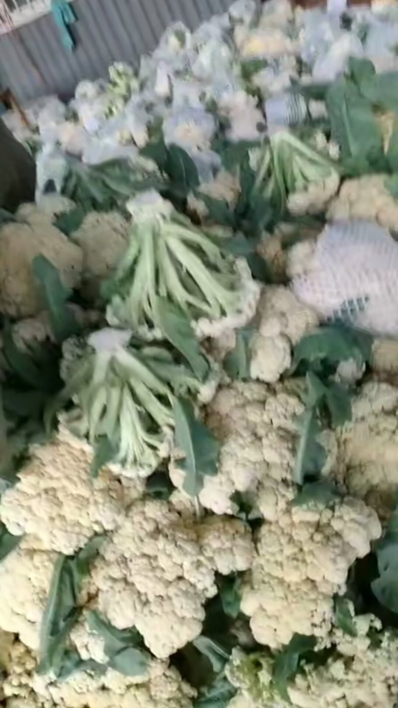 山东省聊城白面青梗松花菜，量大质优，价格下滑